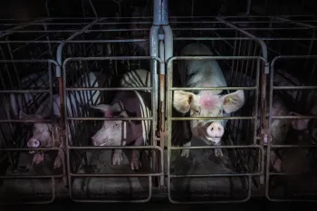 Pigs in gestation crates